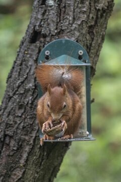 Squirrel (Sciurus vulgaris) at the feeder, North Rhine-Westphalia, Germany