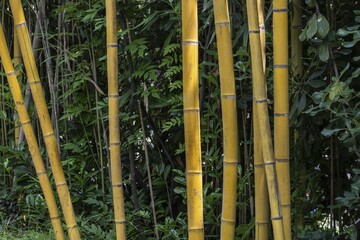 Bamboo (Phyllostachys aurea), Lombardy, Italy