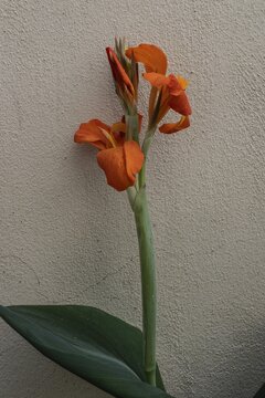 Pretoria Canna Lily (Canna indica), Veneto, Italy