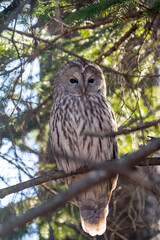 北海道　野鳥　野生動物　エゾフクロウ