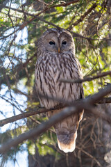 北海道　野鳥　野生動物　エゾフクロウ