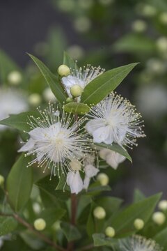 Myrtle (Myrtus communis), Malcesine, Italy