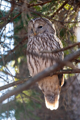 北海道　野鳥　野生動物　エゾフクロウ