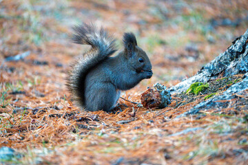 北海道　野生動物　エゾリス