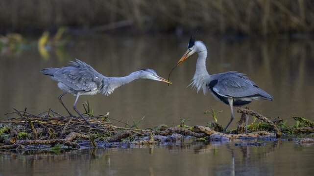 Grey heron (Ardea cinerea), male giving branch to female for nest building on the floating roots of the water lily, Neckar valley, Baden-W&uuml;rttemberg, Germany