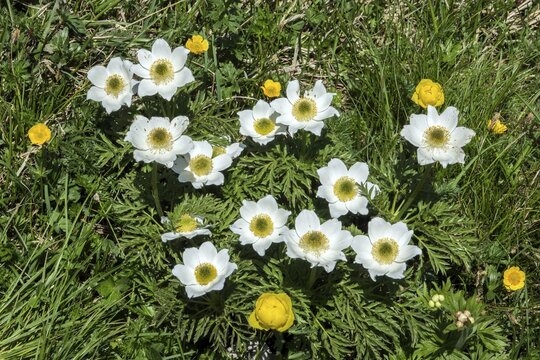 Alpine pasque flower or alpine pasque flower (Pulsatilla alpina), flowering, Oberallg&auml;u, Bavaria, Germany