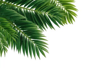 Fototapeta premium Tropical palm leaves against white background