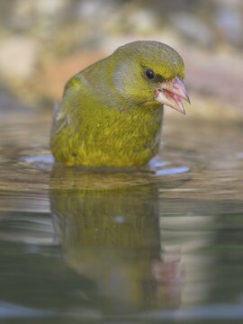 Greenfinch (Chloris chloris), male bathing, biosphere reserve, Swabian Alb, Baden-W&uuml;rttemberg, Germany