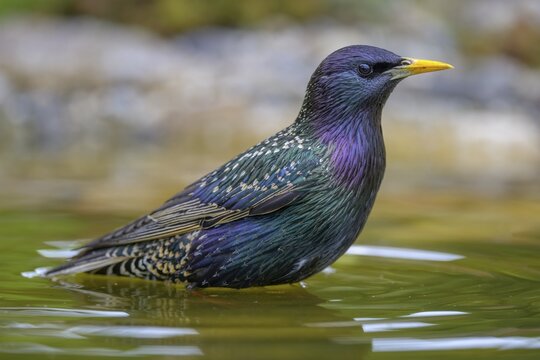 Starling (Sturnus vulgaris), in splendour while bathing, biosphere reserve, Swabian Alb, Baden-W&uuml;rttemberg, Germany