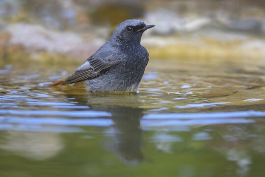 Black redstart (Phoenicurus ochruros), male bathing, biosphere reserve, Swabian Alb, Baden-W&uuml;rttemberg, Germany