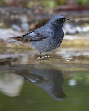 Black redstart (Phoenicurus ochruros), male standing in water, biosphere reserve, Swabian Alb, Baden-W&uuml;rttemberg, Germany