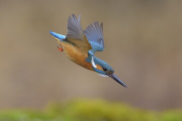 Kingfisher (Alcedo atthis), in a dive, hunting flight, shortly in front of diving into the water, Lechauen, Bavaria