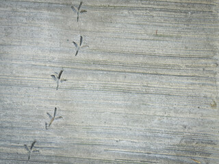 Bird paw prints on concrete floor. space for creative text, advertising.