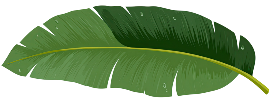 Detailed illustration of a banana leaf