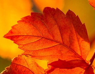 Fototapeta premium Close-up of a vibrant autumn leaf, showcasing intricate venation and rich, fiery orange hues against a soft, golden background.
