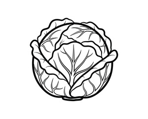 Obraz premium Cabbage Outline Vegetable with Detailed Leaf Veins, Round Shape, Black and White Vector Illustration