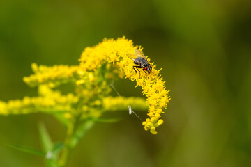 Kanadische Goldrute mit einer Fliege
