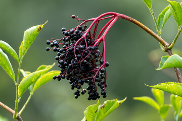 Hollunder, Hollunderfrucht am Baum