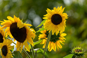 Sonnenblume in voller Blüte