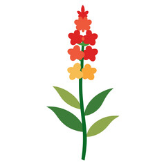 verbascum-olympicum-flower-on-white., olympic mullein vector on white background