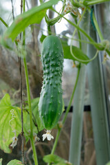 A fresh cucumber hangs from a thriving vine, textured green skin, delicate white blossoms, in greenhouse setting. Concepts: growth in controlled environments, organic cultivation,