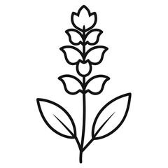 verbascum olympicum flower (olympic mullein) vector on white background