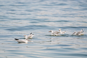 Mouettes rieuses au bord du lac de Genève