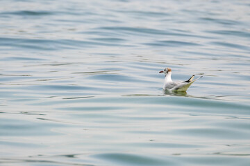 Mouettes rieuses au bord du lac de Genève