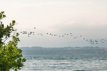 La vie sauvage du lac Léman : le vol des cormorans
