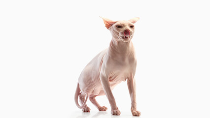 Hairless sphynx cat sitting with tongue out and intense facial expression. Concept of humor, feline...