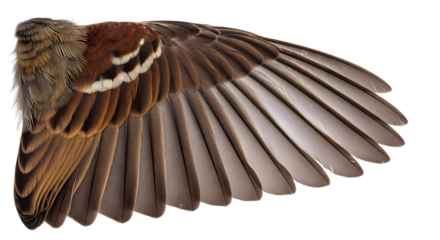 Bird wing close-up with brown and white feathers