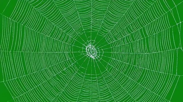 4k video green screen halloween animated spider web expanding