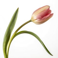 Delicate pink tulip bloom with green stem and leaf against a clean white background