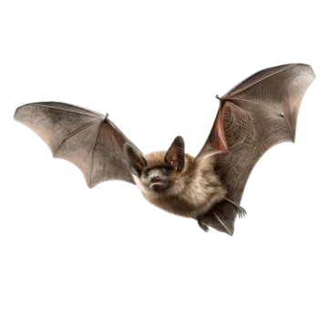 Wild Bat Flying with Open Wings Isolated on transparent background