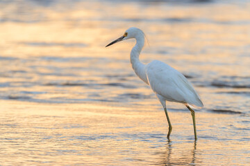 Snowy Egret (Egretta thula) hunting in shallow waters at sunset, French Guiana.