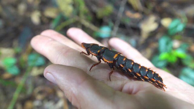 Firefly female (like Phausis), locally called kelip-kelip. Mountain cloudy forest, hylea in Malaysia, Borneo, hill Gunung Kinabalu