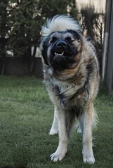Sarplaninac dog