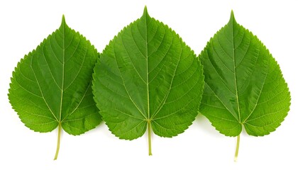 Fototapeta premium Three vibrant green leaves in horizontal row against white background