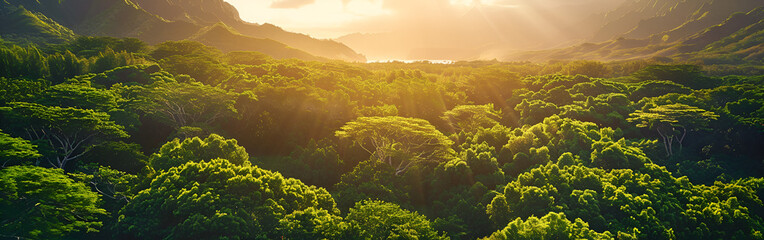 Beautiful green forest filled with sunlight, showing the peaceful, fresh, and natural environment of nature."