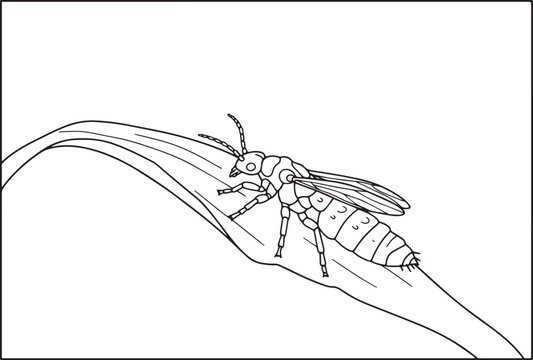 Thrips insect illustration, delicate wings and detailed body on