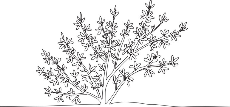 Minimalist forsythia shrub illustration in continuous line drawi