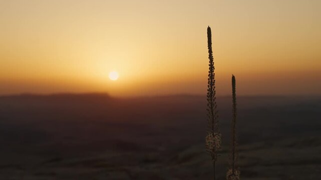 Peaceful sunrise illuminating a vast, foggy desert landscape with silhouetted plants of Sea Squill (Drimia maritima) with flowers growing with resilience in arid dry terrain in Israel Negev region