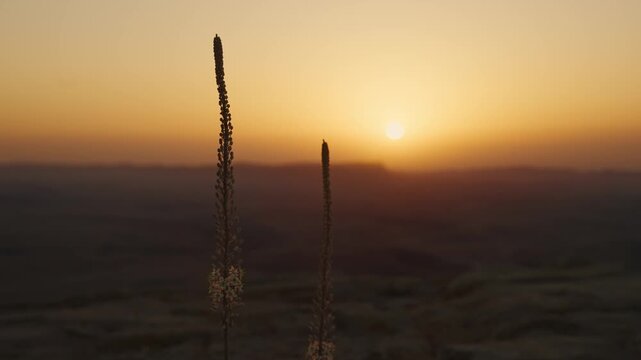 Two desert squill flowers stand silhouetted against a breathtaking golden sunrise tranquil picturesque natural scene in Israel Negev region. Ramon Crater in early morning sunlight outdoors