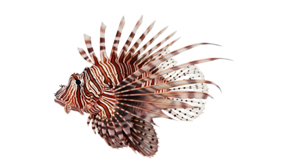 Lionfish with Stripes and Spines