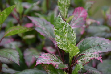 Variegated plant leaves with pink and green hues