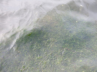 water of Pleshcheyev lake with algae at the bottom