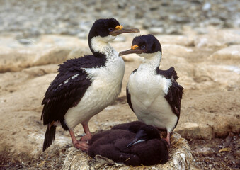 Cormoran impérial, nid, jeune,Leucocarbo atriceps , Imperial Shag,  Iles Falkland, Malouines