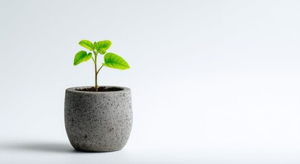 A small plant in a gray pot against a white background