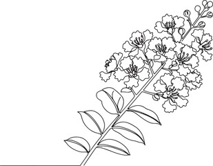 Elegant Crape Myrtle Blossom: A Delicate Floral Line Art Illustr