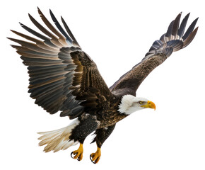 Fototapeta premium PNG Bald eagle flying bird bald conservation.